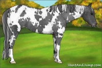 Horse Color:White Spotted Black Blanket