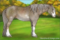 Horse Color:Chocolate Palomino Sabino