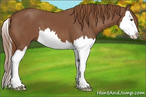 Horse Color:Chestnut Sabino Splash 