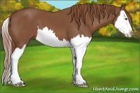 Horse Color:Chestnut Sabino Splash 