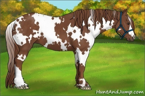 Horse Color:White Spotted Chestnut 
