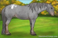 Horse Color:Liver Chestnut Appaloosa