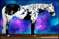 Horse Color:Chocolate Palomino Pearl Sabino Appaloosa Rabicano 