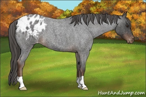 Horse Color:Liver Red Roan Appaloosa