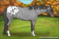 Horse Color:Liver Red Roan Appaloosa 