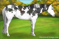 Horse Color:White Spotted Black Splash