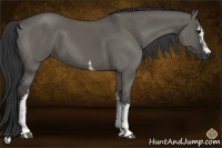 Horse Color:White Spotted Grullo