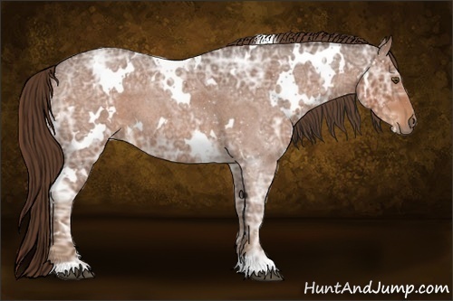 Horse Color:White Spotted Liver Red Ice Roan