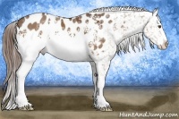 Horse Color:White Spotted Liver Chestnut Ice Sabino Appaloosa