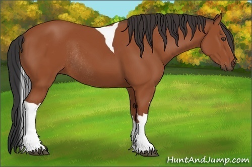 Horse Color:Bay Tobiano Rabicano