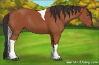 Horse Color:Bay Tobiano Rabicano 