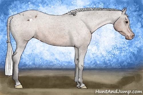 Horse Color:Silver Brown Appaloosa 