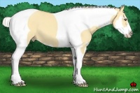 Horse Color:Silver Amber Champagne Dun Splash Tobiano Frame 
