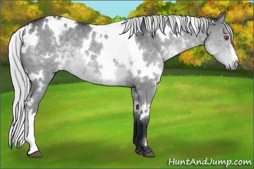Horse Color:White Spotted Silver Grullo Chinchilla 