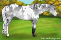 Horse Color:White Spotted Silver Grullo Chinchilla 