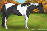 Horse Color:Liver Chestnut Tobiano 