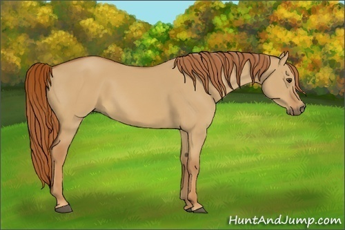 Horse Color:Red Dun