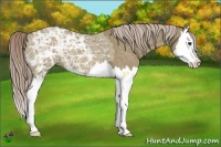 Horse Color:Chocolate Palomino Ice Dun Splash 