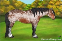 Horse Color:Bay Ice Sabino 