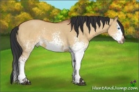 Horse Color:White Spotted Bay Dun Splash 