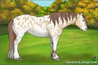 Horse Color:White Spotted Bay Dun Splash Blanket