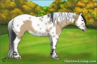 Horse Color:Bay Dun Splash Tobiano