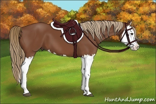 Horse Color:Chestnut Splash