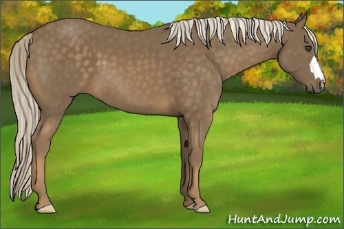 Horse Color:Chocolate Palomino