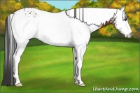 Horse Color:White Spotted Bay 