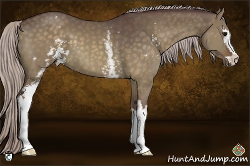 Horse Color:White Spotted Chocolate Silver Brown Dun Sabino 