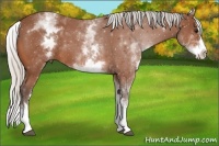 Horse Color:White Spotted Silver Bay Roan Splash 