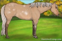 Horse Color:Silver Bay Roan Dun 