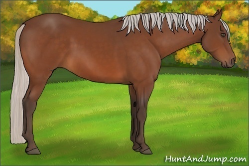 Horse Color:Silver Bay 