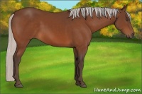 Horse Color:Silver Bay 