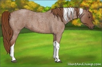 Horse Color:Red Roan Tobiano 