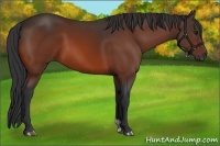 Horse Color:Bay 