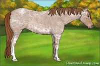 Horse Color:Red Ice Roan 