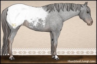 Horse Color:Liver Chestnut Sabino Appaloosa Rabicano