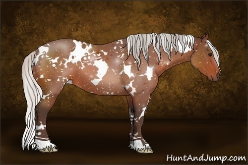 Horse Color:White Spotted Silver Bay 