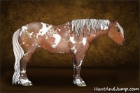 Horse Color:White Spotted Silver Bay 