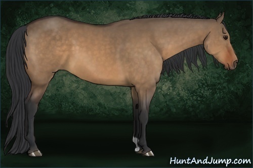 Horse Color:Bay Dun