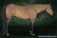 Horse Color:Bay Dun