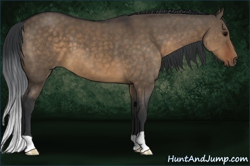 Horse Color:Brown Dun 