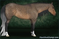 Horse Color:Brown Dun 
