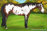 Horse Color:White Spotted Bay Splash Frame Rabicano 