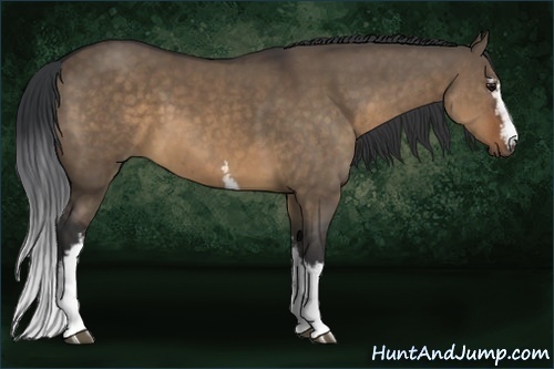 Horse Color:White Spotted Brown Dun 