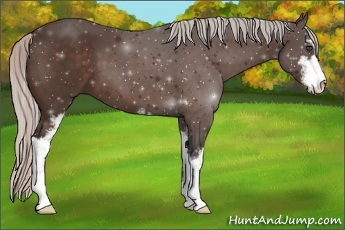 Horse Color:Silver Bay Sabino 