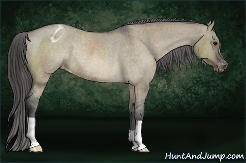 Horse Color:Brown Dun Varnish Rabicano