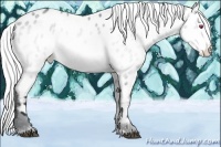 Horse Color:Silver Buckskin Chinchilla Appaloosa 