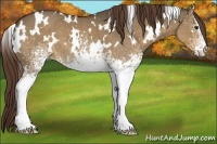 Horse Color:White Spotted Liver Red Dun 